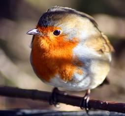 /static/xmas2017/image001.jpg@01D37583.4C11D900